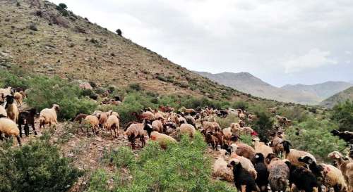 عشایر جنوب کرمان تا ٢٠ اردیبهشت‌ از ورود به مراتع خودداری کنند